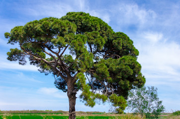 A single in a meadow with bright blue sky