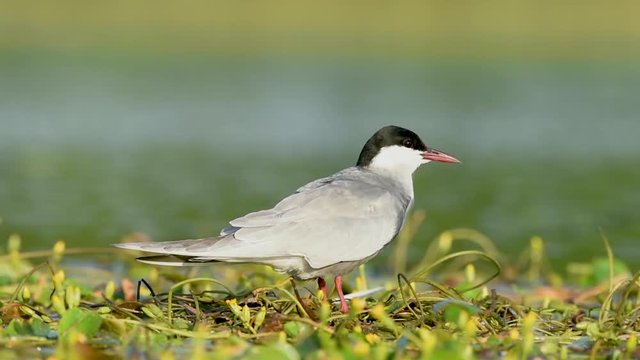 Whiskered tern on a nest with chicks