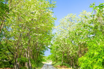Fototapeta na wymiar ニセアカシアの咲く小径、長野県安曇野市御宝田にて