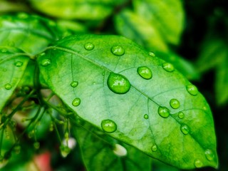 nature Green leaf pattern background. 
