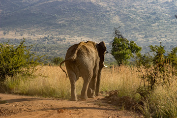 African Elephant