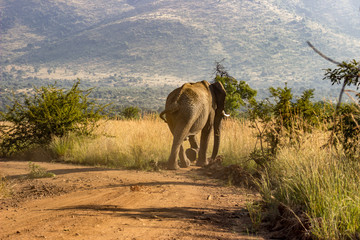African Elephant