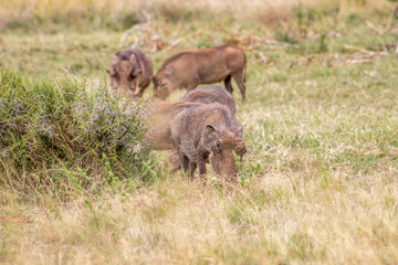 Common warthog