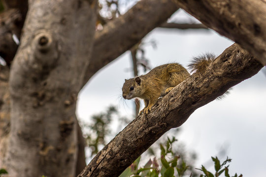 squirrel on tree branch
