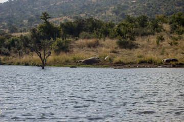 Hippopotamus sunbathing