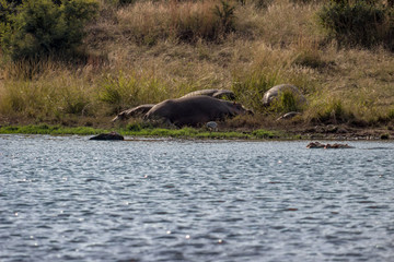 Hippopotamus sunbathing