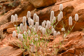 Pink Mulla Mulla wildflowers (Ptilotus exaltatus)growing in the red centre of Australian desert near Alice Springs.