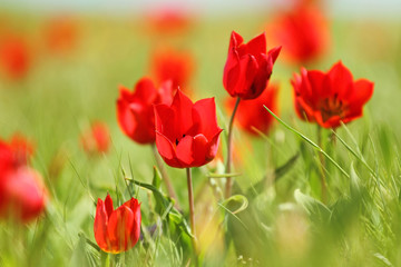 Fototapeta na wymiar Multicolored tulips, wild tulips Schrenk, spring flowers bloom
