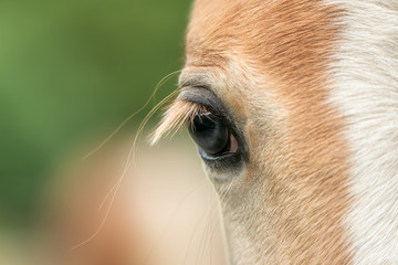 Close-up view of a horse eye with long eyelashes, a blond chestnut Haflinger frontal head with a white blaze marking