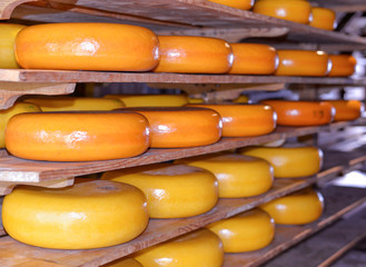Rows of pieces of cheese on wooden shelves in a cheese warehouse or store or at milk factory. 