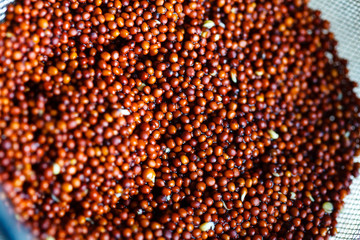 Broccoli sprouting seeds