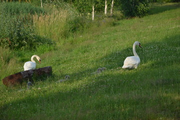 łabędzie © Татьяна Адамович