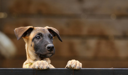 Cute puppy, belgian shepherd malinois dog, portrait of a puppy