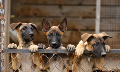 Cute puppies, Belgian Shepherd Malinois dogs, portrait of puppies