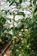 Fototapeta premium Tomatoes plants growing in greenhouse