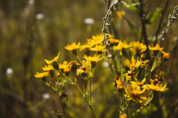 Yellow small wild flowers. Side view. There is a place for text. Background, banner, postcard.