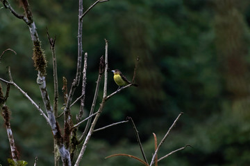Tapiranga ognista (rhampocelus flammigerus)