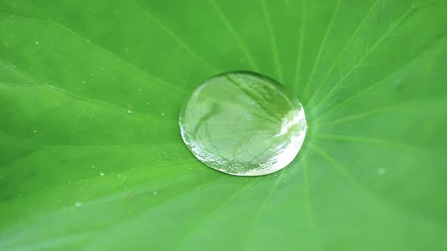 close up rain water drop on nature fresh green lotus leaf , water drop dancing rolling on tropical hydrophobic surface leaf, tiny raindrops converge into large droplet, super slow motion footage.