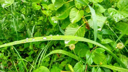 green plants in the garden