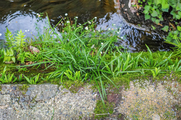 小川の苔の生えた護岸に生える植物