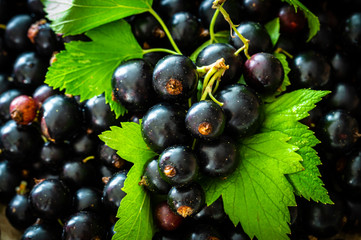 black currant with green leaves. Autumn harvest of berries. Preparation of fresh berries for jam and desserts