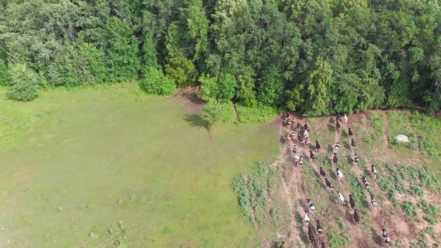 Herd of cows and bulls running from the fild to the woods