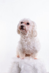 Maltese dog sitting on chair against white background