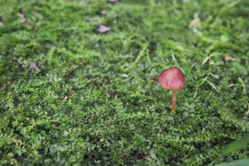 緑の大地の右寄りに生えた茶色いキノコ