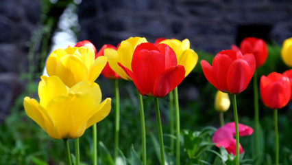 Beautiful fresh tulips background