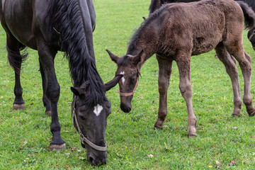 Naklejka na ściany i meble Black kladrubian horse, mare with foal.Black horse, mare with foal. Birth of foal in spring.