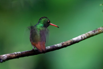 Koliber nektareczek błękitny © Miroslaw