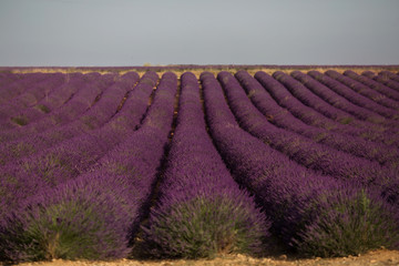 Fototapeta na wymiar Lavender field in summer landscape near Valensole. Provence,France