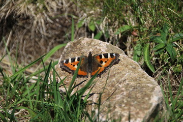 butterfly on leaf