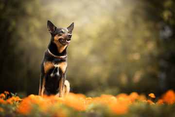 Kelpie dog - with orange flowers