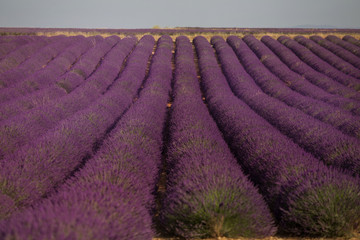 Lavender field in summer landscape near Valensole. Provence,France