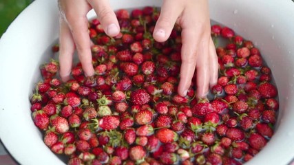 Childs hand washs small strawberries in bowl. Close-up. slow motion.