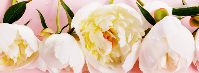 Delicate white pink peony with petals flowers on pink background. Overhead top view, flat lay. Copy space.
