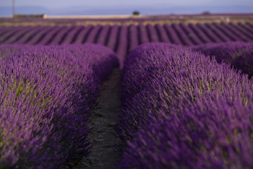Fototapeta na wymiar Blossom lavender field in summer landscape near Valensole. Provence,France