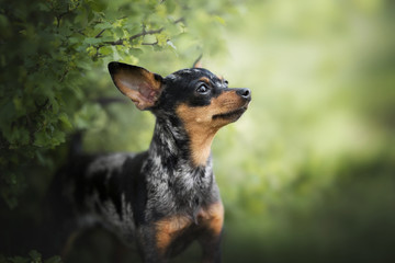 Prague ratter - spring time