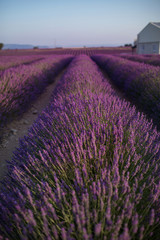 Fototapeta na wymiar Blossom lavender field in summer landscape near Valensole. Provence,France