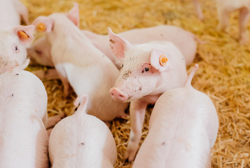 young piglets in agricultural livestock farm