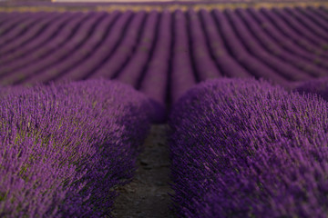 Blossom purple lavender field in summer landscape near Valensole. Provence,France