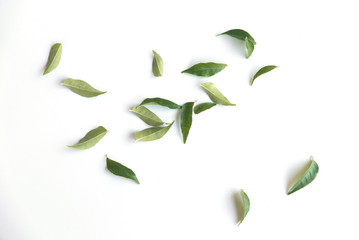 Curry leaves isolated on white background. © MohamadFaizal