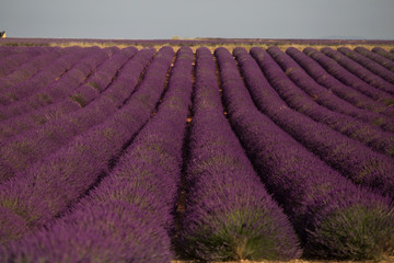 Obraz na płótnie Canvas Blossom purple lavender field in summer landscape near Valensole. Provence,France