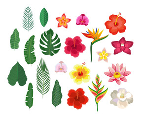 Tropical flowers and leaves, collection isolated elements. Vector illustration design template in flat style