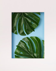 Tropical palm leaves in blank paper frame on blue background.