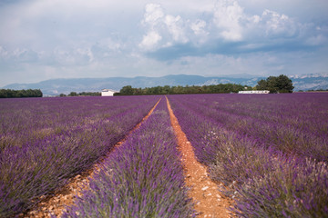 Fototapeta na wymiar Blossom purple lavender field in summer landscape near Valensole. Provence,France