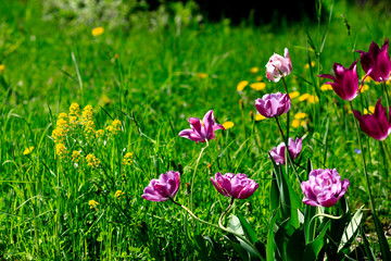 purple tulip on natural blurred background. delicate tulip flower with petals and bright green leaves on dark background.