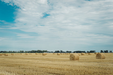 Fototapeta premium Summer meadow landscape with yellow golden bales of hay bale in the stubble field. Agricultural field and a blue sky with clouds.
