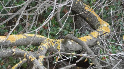 Lichen covered fallen rotting tree branch